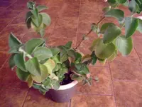 k-DSCF0162.webp