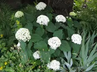 201007-Schneeball.webp