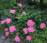 201007-Bauernhortensie.jpg