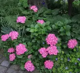 201007-Bauernhortensie.webp
