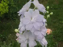 035.webp