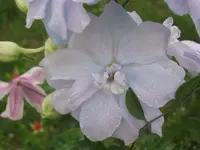 033.webp