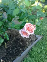 06072010843.webp