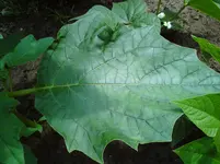 DSC00192.webp