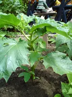DSC00190.jpg