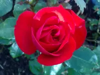 rose_sevilla06.072010.webp