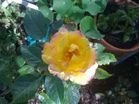 goldmarie.webp
