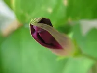Prunkwinde_lila.webp