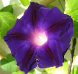 Prunkwinde_lila (4).webp