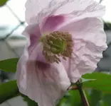 Mohn_hell-lila.webp