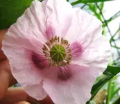Mohn_hell-lila (2).webp