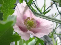 Mohn_hell-lila (3).webp