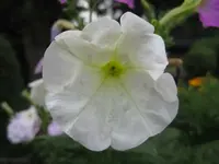 weiße Petunie.webp