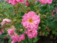 Bodendeckerrose.webp