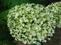 Hortensie Annabelle.webp