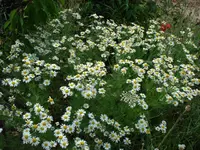 Maggies.webp