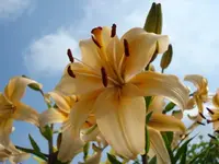 Lilie.webp