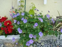 Rozanne.webp