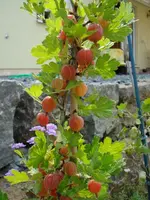 Säulenstachelbeere.webp