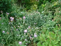 Storchi.webp