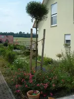 Szene 5.webp