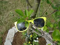Brille im Baum.webp