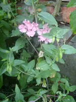 Garten 001.webp