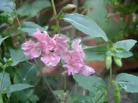 Garten 002.webp
