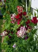 bunte Wicken.webp