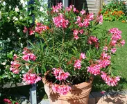 Oleander blüht.webp