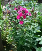 pinkfarbener Phlox.webp