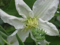 060.webp