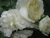 008.webp