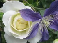 010.webp