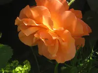 019.webp
