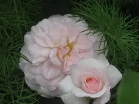 025.webp