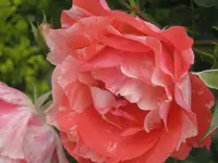 029.webp