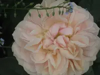 042.webp