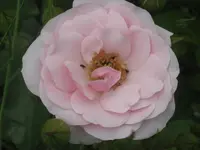 044.webp