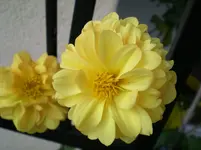 DSCN5844.webp