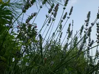 DSCN5833.webp