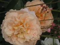 047.webp