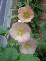 Garten 003.webp