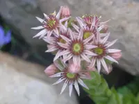 Garten 004.webp