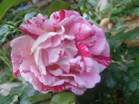 Garten 005.webp