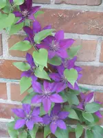 Garten 006.webp
