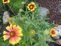 Garten 007.webp