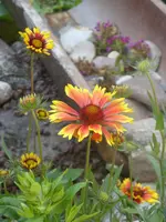 Garten 008.webp