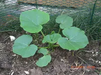 CIMG9617.webp