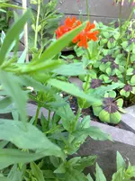 06072010851.webp